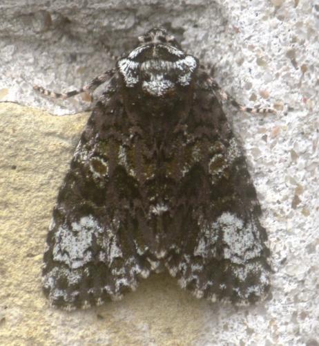 Craniophora ligustri