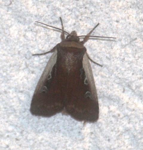 Réf. 103 801 : Ochropleura plecta