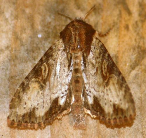 Réf. 103 169 : Apamea crenata