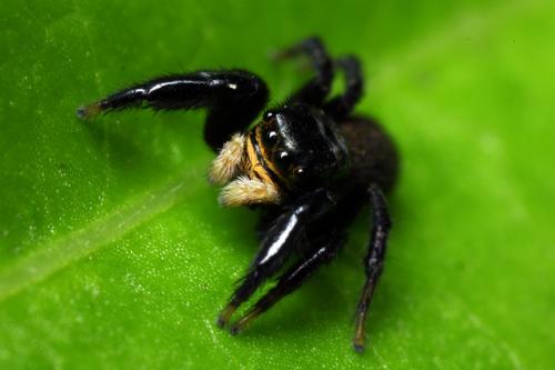 Euophrys herbigrada