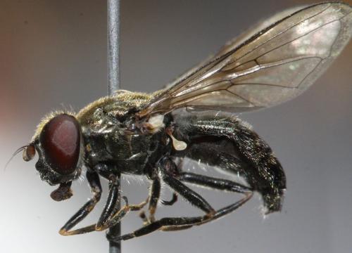 Cheilosia barbata