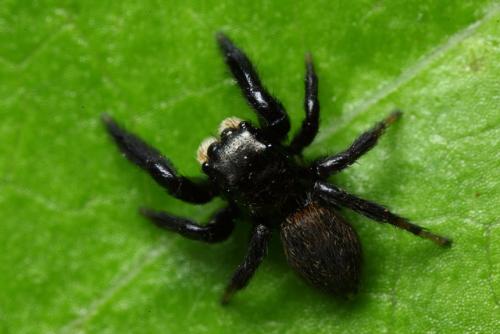 Euophrys herbigrada