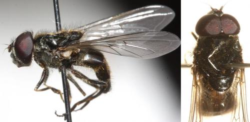 Cheilosia sp.