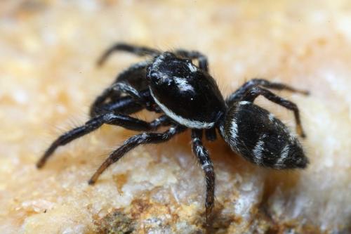 Salticus propinquus