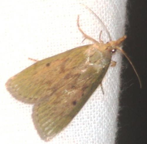 Aphomia sociella