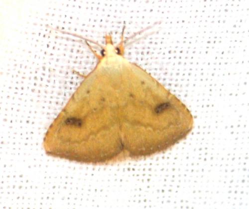 Rivula sericealis