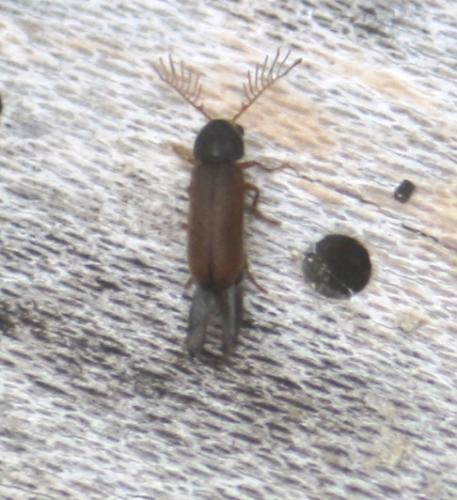 Ptilinus pectinicornis
