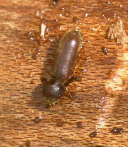Ptilinus sp.