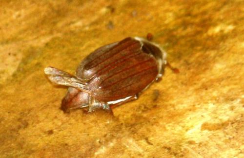 Melolontha melolontha