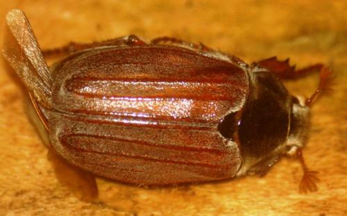 Melolontha melolontha
