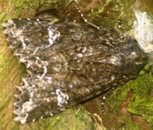 Réf. 103 901 : Mamestra brassicae