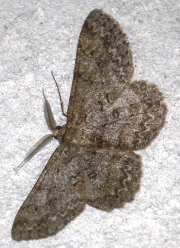 Réf. 103 892 : Hypomecis punctinalis