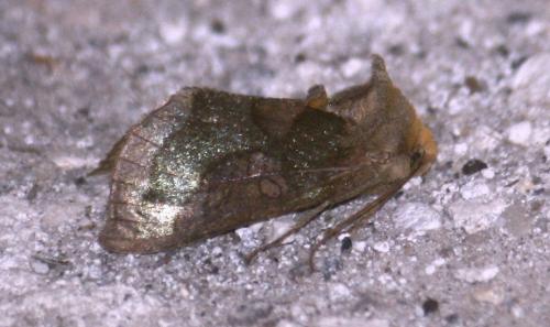 Diachrysia chrysitis
