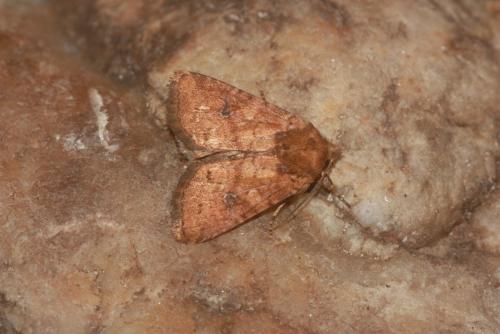 Réf. 103 342 : Atypha pulmonaris