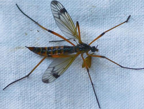 Dictenidia bimaculata