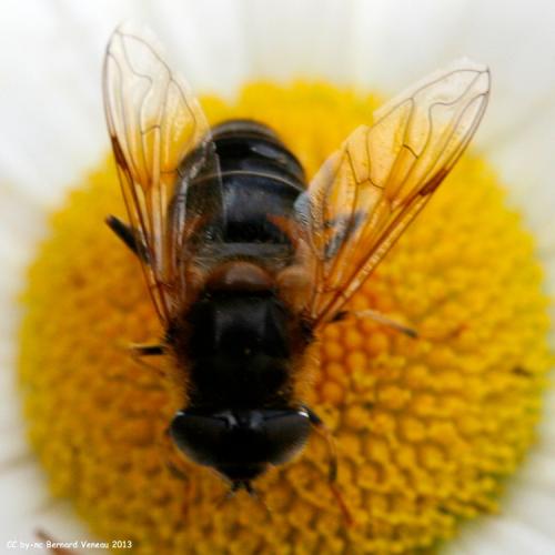 Eristalis pertinax