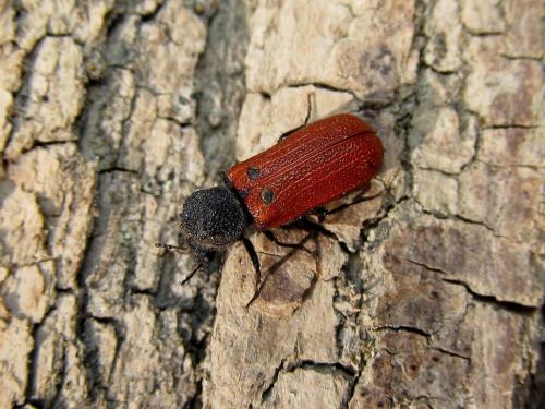 Bostrichus capucinus