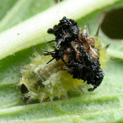 Réf. 103 552 : Cassida viridis