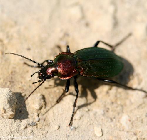 Carabus monilis