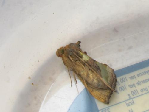 Diachrysia chrysitis