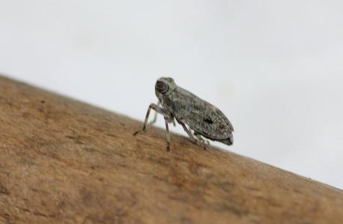 Issus coleoptratus