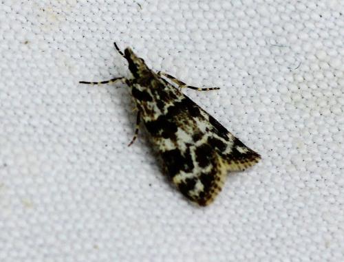 Eudonia delunella