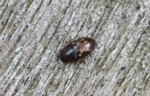 Cryptarcha undata