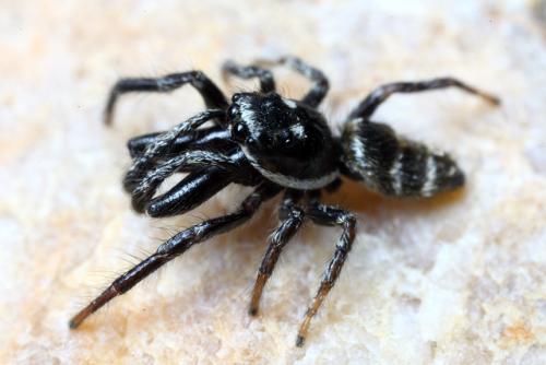 Salticus propinquus