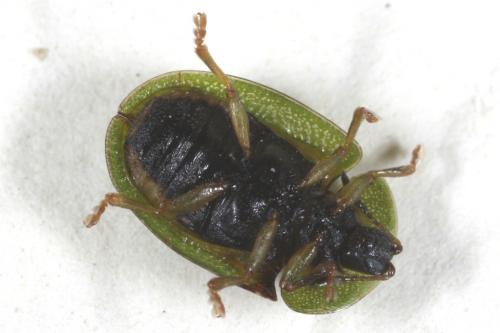Réf. 103 842 : Cassida stigmatica