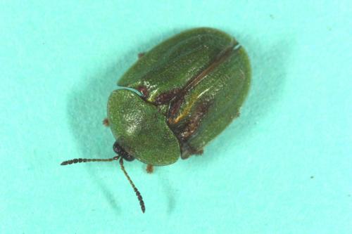 Réf. 103 841 : Cassida stigmatica