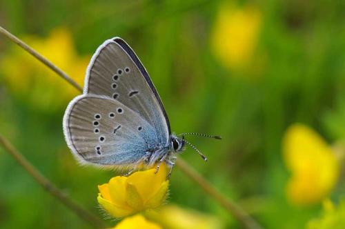 Réf. 103 869 : Cyaniris semiargus