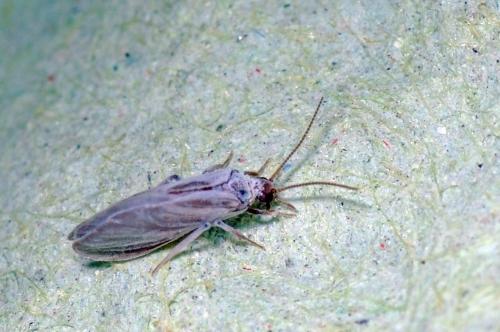 Aleuropteryginae