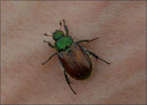 Phyllopertha horticola