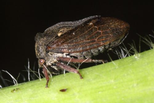 Réf. 103 313 : Centrotus cornutus