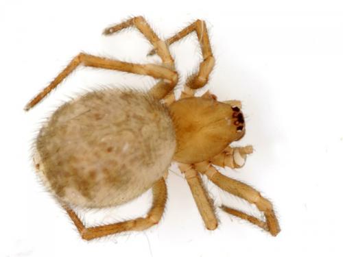 Réf. 103 964 : Enoplognatha testacea