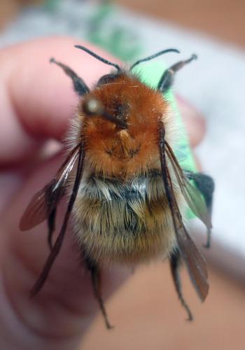 Bombus sp.