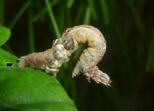 Selenia dentaria