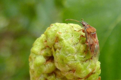 Kleidocerys resedae