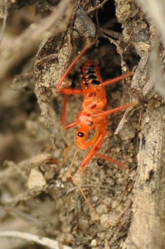Rhynocoris sp.
