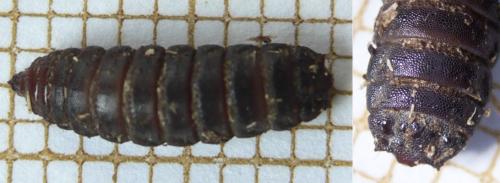 Réf. 103 452 : Solva marginata