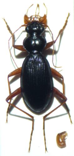 Réf. 103 197 : Leistus piceus