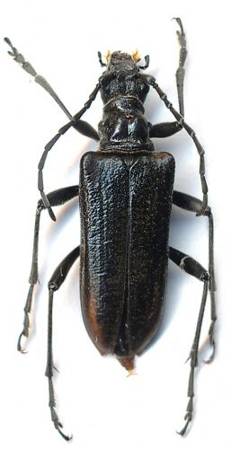 Réf. 103 472 : Anisorus quercus