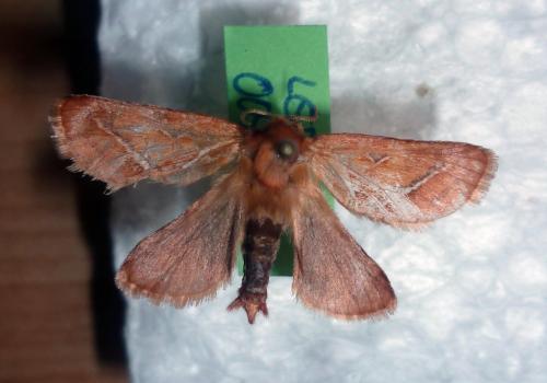 Triodia sylvina