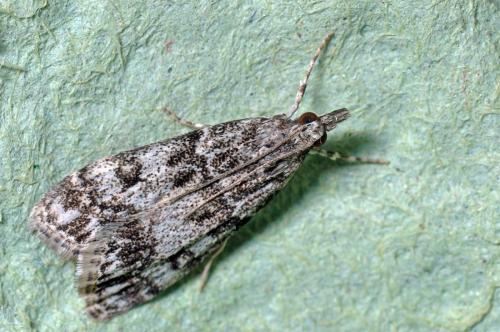 Réf. 103 668 : Eudonia lacustrata