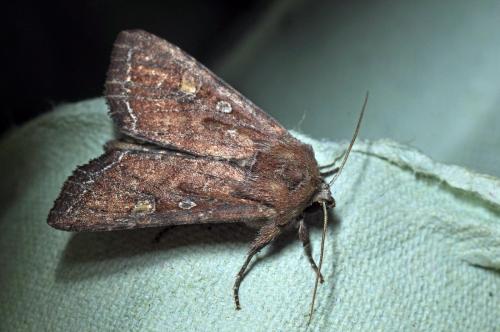 Réf. 103 666 : Lacanobia oleracea