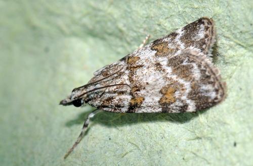 Réf. 103 734 : Scoparia pyralella