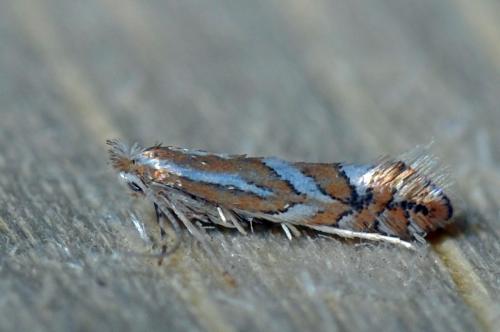 Réf. 103 531 : Phyllonorycter sp.