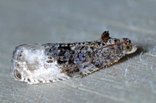 Hedya nubiferana