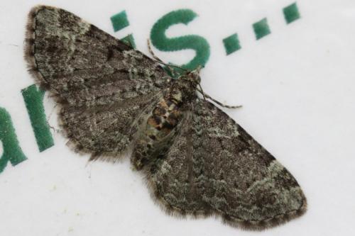 Réf. 103 265 : Pasiphila rectangulata