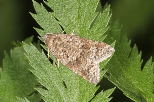 Réf. 103 445 : Cnephasia sp.